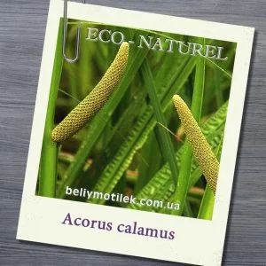 АИРА сладкого эфирное масло (Acorus calamus), Франция, 5 мл