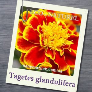 БАРХАТЦЕВ эфирное масло (Tagetes glandulifera), Франция, 5 мл