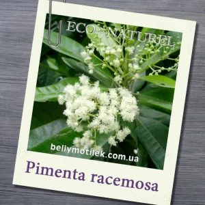 БЕЙ, Пименты ветвистой эфирное масло (Pimenta racemosa), США, 5 мл