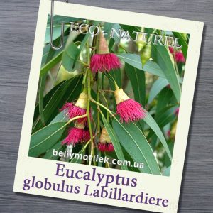 эфирное масло эвкалипта