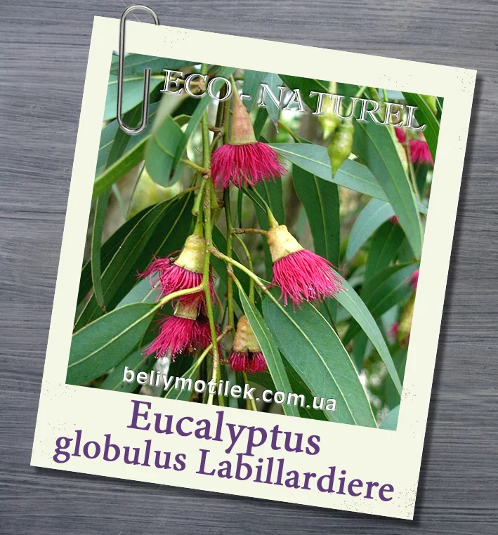 эфирное масло эвкалипта