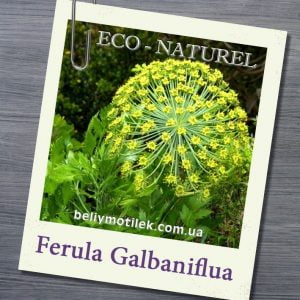 ГАЛЬБАНУМА эфирное масло (Ferula Galbaniflua), Франция, Грасс, 2 мл