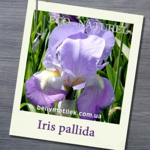 ИРИСА или ФИАЛКОВОГО КОРНЯ конкрет (Iris pallida Lam.), Франция, 2 гр