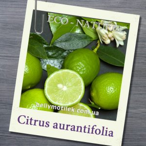 ЛАЙМА эфирное масло (Citrus aurantifolia), Франция, 10 мл