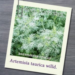 Эфирное масло полыни