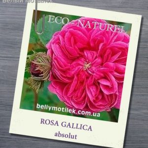 розы абсолю