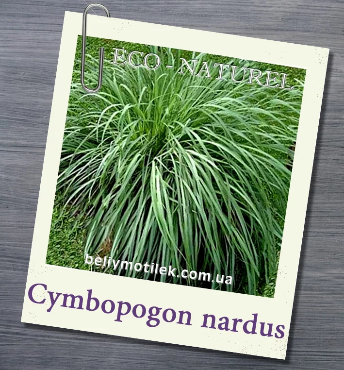 МЕЛИССЫ (Цитронеллы) эфирное масло, Cymbopogon nardus, Франция, 10 мл
