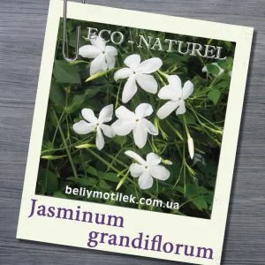 ЖАСМИНА экстракт (Jasminum grandiflorum L), Франция, 2 мл