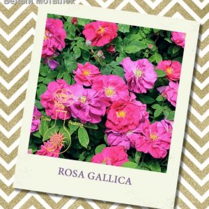 ТРОЯНДА ефірна олія II сорт (Rosa gallica L.), Франція, 5 мл