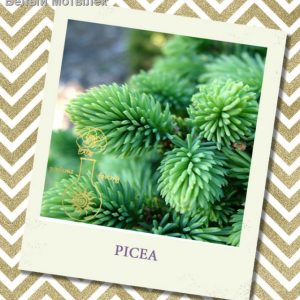 ЯЛИНА ефірна олія (Picea), Франція, 10 мл