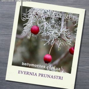 ДУБОВИЙ МОХ абсолю (OakMoss Absolute), Франція, 2 гр