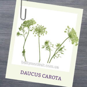 НАСІННЯ МОРКОВИ ефірна олія, 2 мл